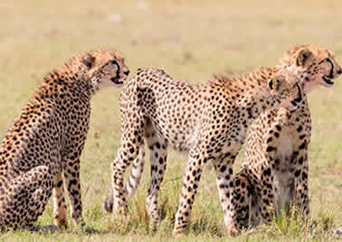 5 Days Lake Nakuru National Park and Masai Mara Game Reserve_1