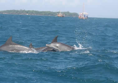 Wasini Dolphin Trip
