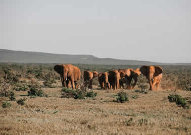 5 Days Amboseli, Tsavo West And Tsavo East